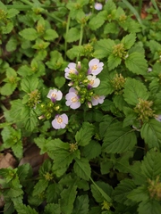 Mazus stachydifolius