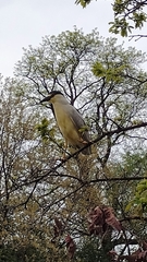 Nycticorax nycticorax