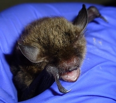 Myotis sodalis