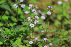 Mazus stachydifolius