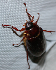 Phyllophaga anxia