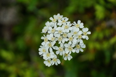 Achillea lingulata