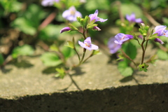 Mazus stachydifolius