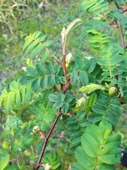 Rosa omeiensis