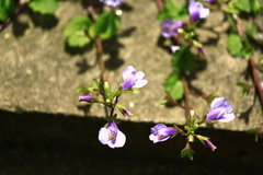 Mazus stachydifolius