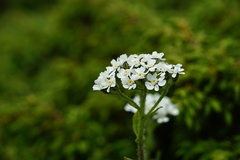 Achillea lingulata