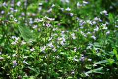 Mazus stachydifolius