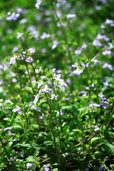 Mazus stachydifolius