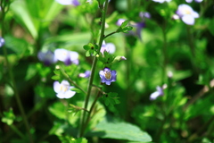 Mazus stachydifolius