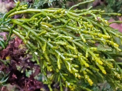 Arceuthobium azoricum