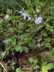 Mazus stachydifolius