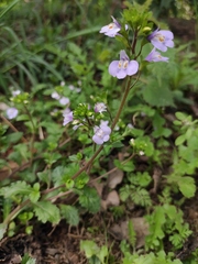 Mazus stachydifolius
