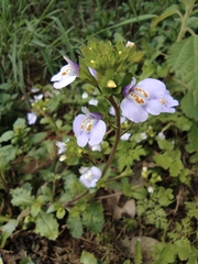 Mazus stachydifolius