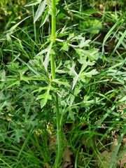 Eryngium caeruleum