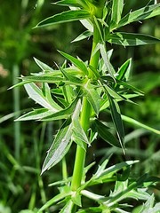 Eryngium caeruleum