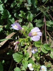 Mazus stachydifolius