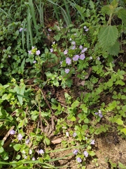 Mazus stachydifolius