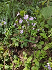 Mazus stachydifolius
