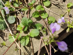 Mazus stachydifolius