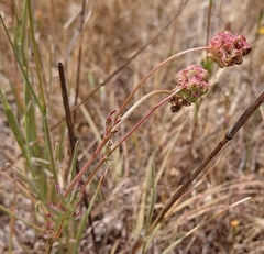 Sanguisorba verrucosa