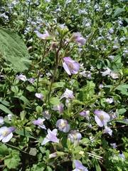 Mazus stachydifolius