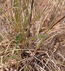 Sanguisorba verrucosa