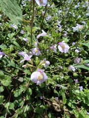 Mazus stachydifolius