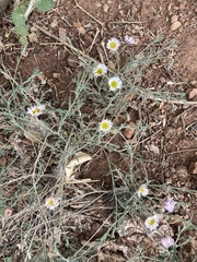 Erigeron flagellaris