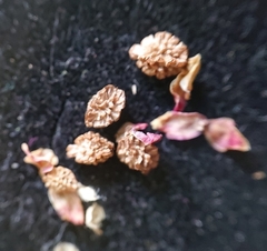 Sanguisorba verrucosa