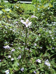 Mazus stachydifolius
