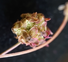 Sanguisorba verrucosa
