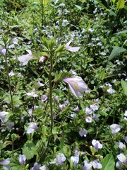 Mazus stachydifolius