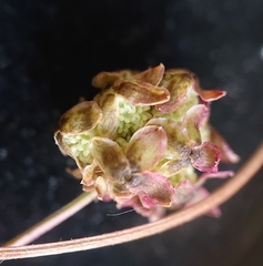 Sanguisorba verrucosa
