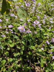 Mazus stachydifolius