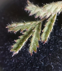 Sanguisorba verrucosa