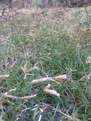 Dactyloctenium australe