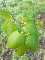 Tilia euchlora