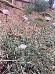 Erigeron flagellaris