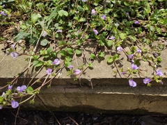 Mazus stachydifolius