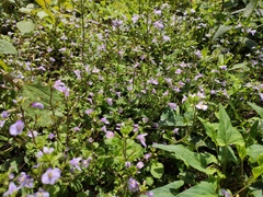 Mazus stachydifolius