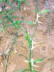 Dactyloctenium australe