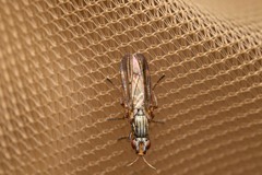Dorycera graminum
