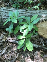 Magnoliopsida