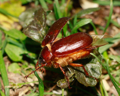 Phyllophaga anxia