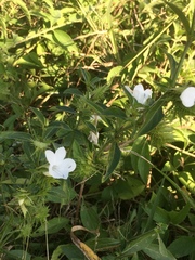 Barleria elegans orientalis