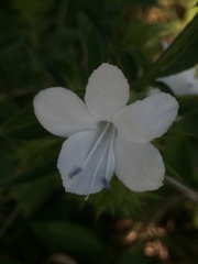Barleria elegans orientalis