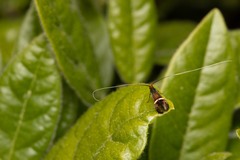 Adela australis