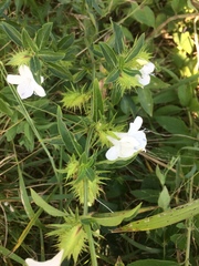 Barleria elegans orientalis