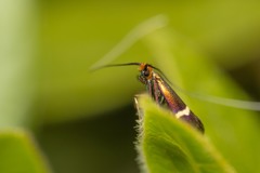 Adela australis