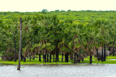 Copernicia prunifera